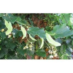 H TILLEUL CARPENTRAS...